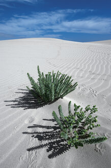 Spanien, Fuerteventura, Corralejo, Parque Natural de Corralejo, Pflanzen auf Sanddüne - VI000169