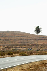 Spanien, Fuerteventura, Landschaft mit Straße und Palme - VI000098