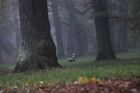 Germany, foggy oak forest in autumn stock photo