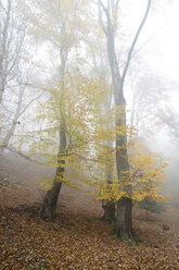 Germany, Rhineland-Palatinate, Eifel, woodland at late autumn - PAF000053