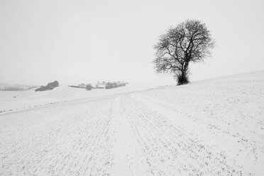Germany, Rhineland-Palatinate, Neuwied, snow covered winter landscape with single tree - PAF000065