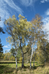 Germany, Baden Wuerttemberg, Villingen-Schwenningen, downy birches at Schwenninger Moos Nature Reserve - EL000689