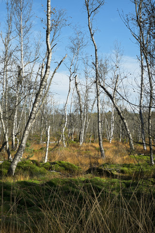 Germany, Baden Wuerttemberg, Villingen-Schwenningen, downy birches at Schwenninger Moos Nature Reserve stock photo