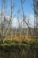 Germany, Baden Wuerttemberg, Villingen-Schwenningen, downy birches at Schwenninger Moos Nature Reserve - EL000685