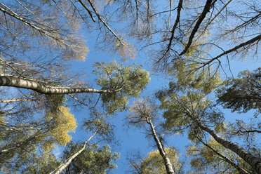 Germany, Baden Wuerttemberg, Villingen-Schwenningen, downy birches at Schwenninger Moos Nature Reserve, low angle view - ELF000684