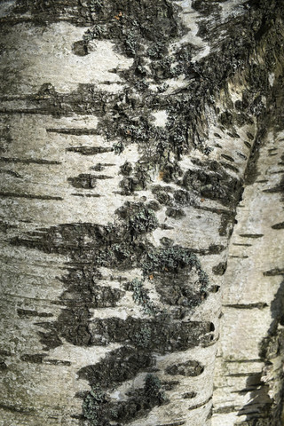 Deutschland, Baden-Württemberg, Detail einer Moorbirke, Birkenrinde, lizenzfreies Stockfoto