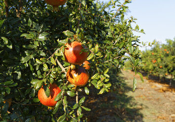 Türkei, Provinz Mugla, Dalyan, Granatäpfel am Baum - SIEF004826