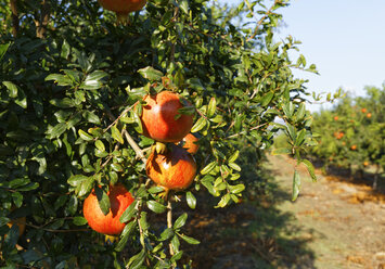 Turkey, Province Mugla, Dalyan, Pomegranates on tree - SIEF004826