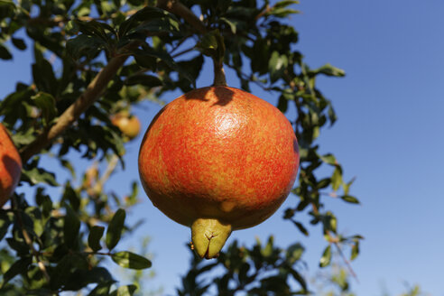 Türkei, Provinz Mugla, Dalyan, Granatapfel auf Baum - SIEF004825