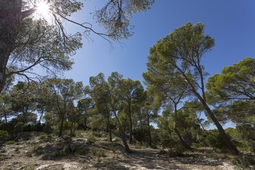 Spanien, Balearische Inseln, Menorca, Bäume in Cala Mitjana - MAB000178