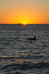Australien, Westaustralien, Perth, Segelboot und Delfin bei Sonnenuntergang auf dem Meer - MBEF000955