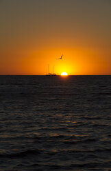 Australia, Western Australia, Perth, sailing boat and seagull at sunset on the ocean - MBEF000991