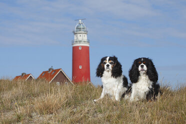 Niederlande, Texel, zwei Cavalier King Charles Spaniels sitzen vor einem Leuchtturm nebeneinander auf einer Düne - HTF000281