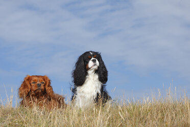 Netherlands, Texel, two Cavalier King Charles Spaniels sitting side by side on a dune - HTF000271