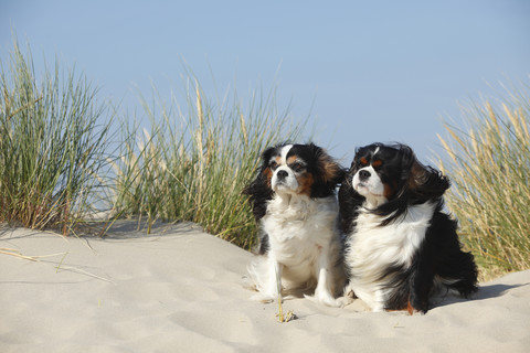 Niederlande, Texel, zwei Cavalier King Charles Spaniels sitzen auf einer Sanddüne, lizenzfreies Stockfoto