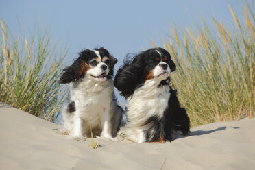 Niederlande, Texel, zwei Cavalier King Charles Spaniels sitzen auf einer Sanddüne - HTF000277