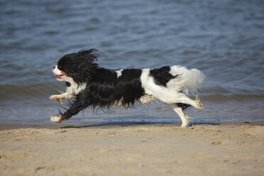 Niederlande, Texel, Cavalier King Charles Spaniel läuft am Ufer des Meeres - HTF000279