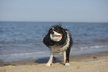 Niederlande, Texel, Cavalier King Charles Spaniel schüttelt sein Fell am Strand - HTF000280