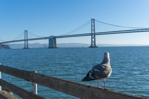 USA, Kalifornien, San Francisco, Möwe vor der Bay Bridge - ABAF001093