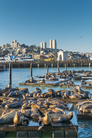 USA, Kalifornien, San Francisco, Seelöwen auf dem Pier liegend, lizenzfreies Stockfoto