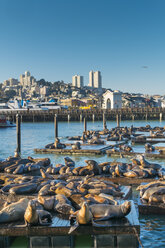 USA, Kalifornien, San Francisco, Seelöwen auf dem Pier liegend - ABAF001088