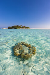 Malediven, Nord-Male-Atoll, Aisen, Korallen vor der Insel - AMF001418