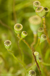 Samenstängel des Klatschmohns (Papaver rhoeas) - LB000440