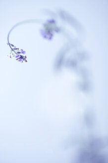 Einfacher Gemeiner Lavendel (Lavandula angustifolia) - LB000441