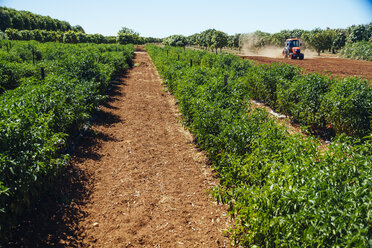 Australia, Western Australia, Carnarvon, Chilli plants on farm - MBEF000960