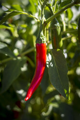 Australia, Western Australia, Carnarvon, Chilli pod on plant - MBEF000962