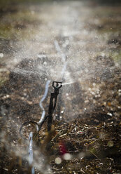 Australia, Western Australia, Carnarvon, Water sprinkler at chilli farm - MBEF000964