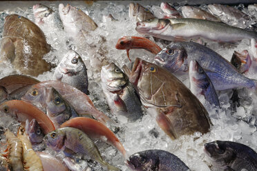 Türkei, Bodrum, Guemuesluek, Fisch auf Eis in einem Fischrestaurant - SIEF004862