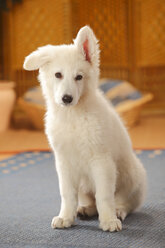 Berger Blanc Suisse, Weißer Schweizer Schäferhund, Welpe, sitzend auf Teppich - HTF000282