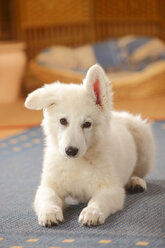 Berger Blanc Suisse, Weißer Schweizer Schäferhund, Welpe, liegend auf Teppich - HTF000284