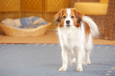 Nederlandse Kooikerhondje stehend auf Teppich - HTF000285