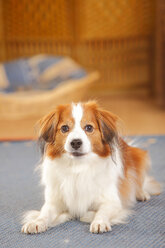 Nederlandse Kooikerhondje liegend auf Teppich - HTF000287