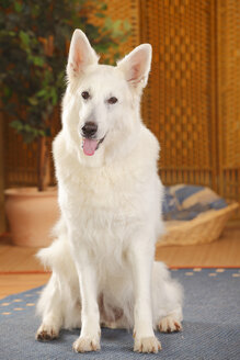 Berger Blanc Suisse, Weißer Schweizer Schäferhund, sitzend auf Teppich - HTF000288