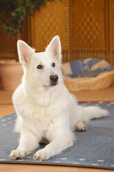 Berger Blanc Suisse, Weißer Schweizer Schäferhund, liegend auf Teppich - HTF000289