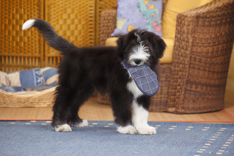 Bearded Collie, Welpe, Hausschuh tragend, lizenzfreies Stockfoto