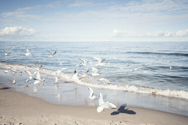 Germany, Mecklenburg-Western Pomerania, Usedom, seagulls on the beach - WAF000018