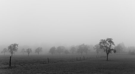 Germany, North Rhine-Westphalia, Aachen, Meadow with apple trees in November fog - HLF000300