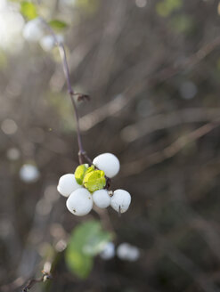 Common snowberry with fuit - HLF000301