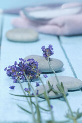 Lavendelblüten und Kieselsteine auf hellblauem Holztisch - ASF005250