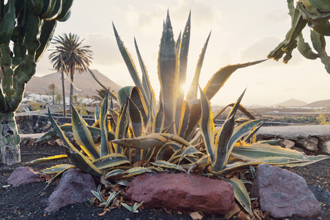 Spanien, Lanzarote,Yaiza, Agave Americana vor einer Landschaft, lizenzfreies Stockfoto