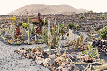 Spanien, Lanzarote, Blick auf den Jardín de Cactus de Lanzarote - MFF000692