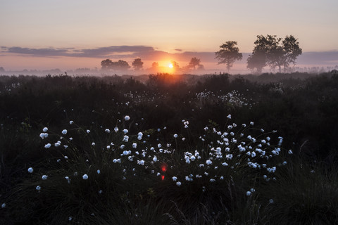 Deutschland, Nordrhein-Westfalen, Recker Moor, Landschaft mit Baumwollgras bei Sonnenaufgang, lizenzfreies Stockfoto