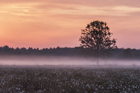 Deutschland, Nordrhein-Westfalen, Recker Moor, Landschaft mit Baumwollgras bei Sonnenaufgang, lizenzfreies Stockfoto