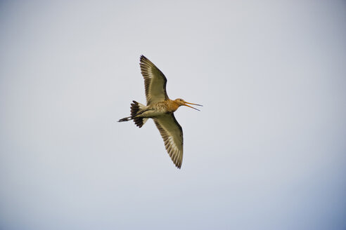 Deutschland, Nordrhein-Westfalen, Recker Moor, Großer Brachvogel am Himmel - PAF000096