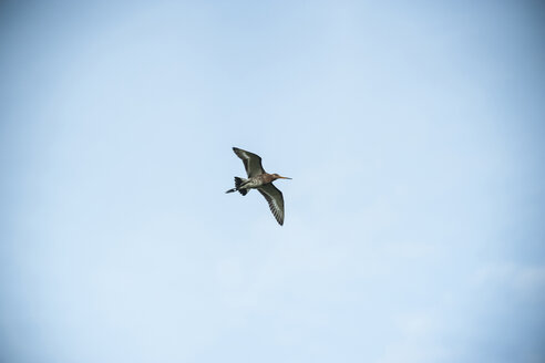 Deutschland, Nordrhein-Westfalen, Recker Moor, Großer Brachvogel am Himmel - PAF000095