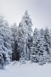 Deutschland, Thurinigia, Oberhof, Tannen im Winter - BR000008